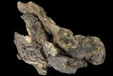 Sauropod Vertebra Section - Morrison Formation #120137-1
